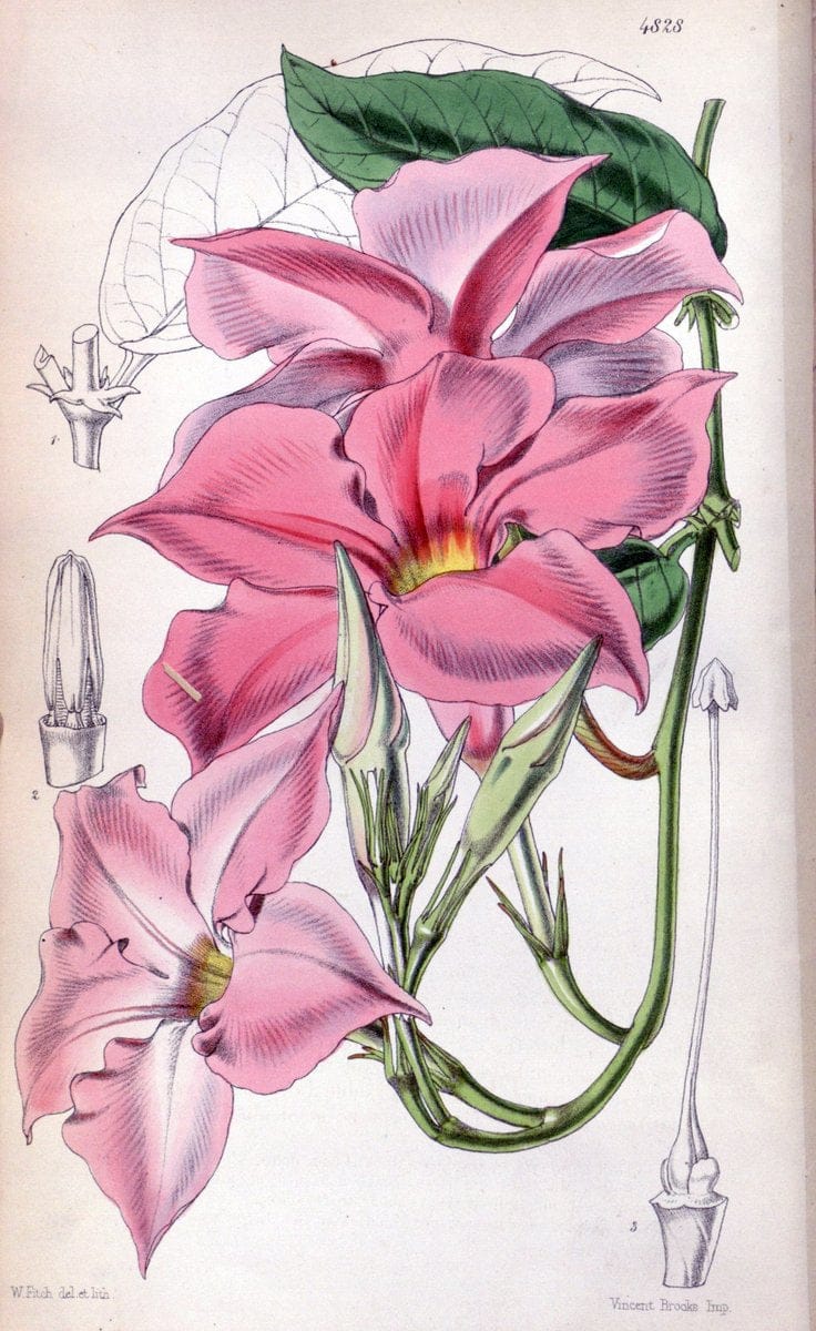 Curtis's botanical magazine. London ;New York [etc.] :Academic Press [etc.]. | Botany Periodicals "Pictorial works"  | Vintage Print Reproduction 448233