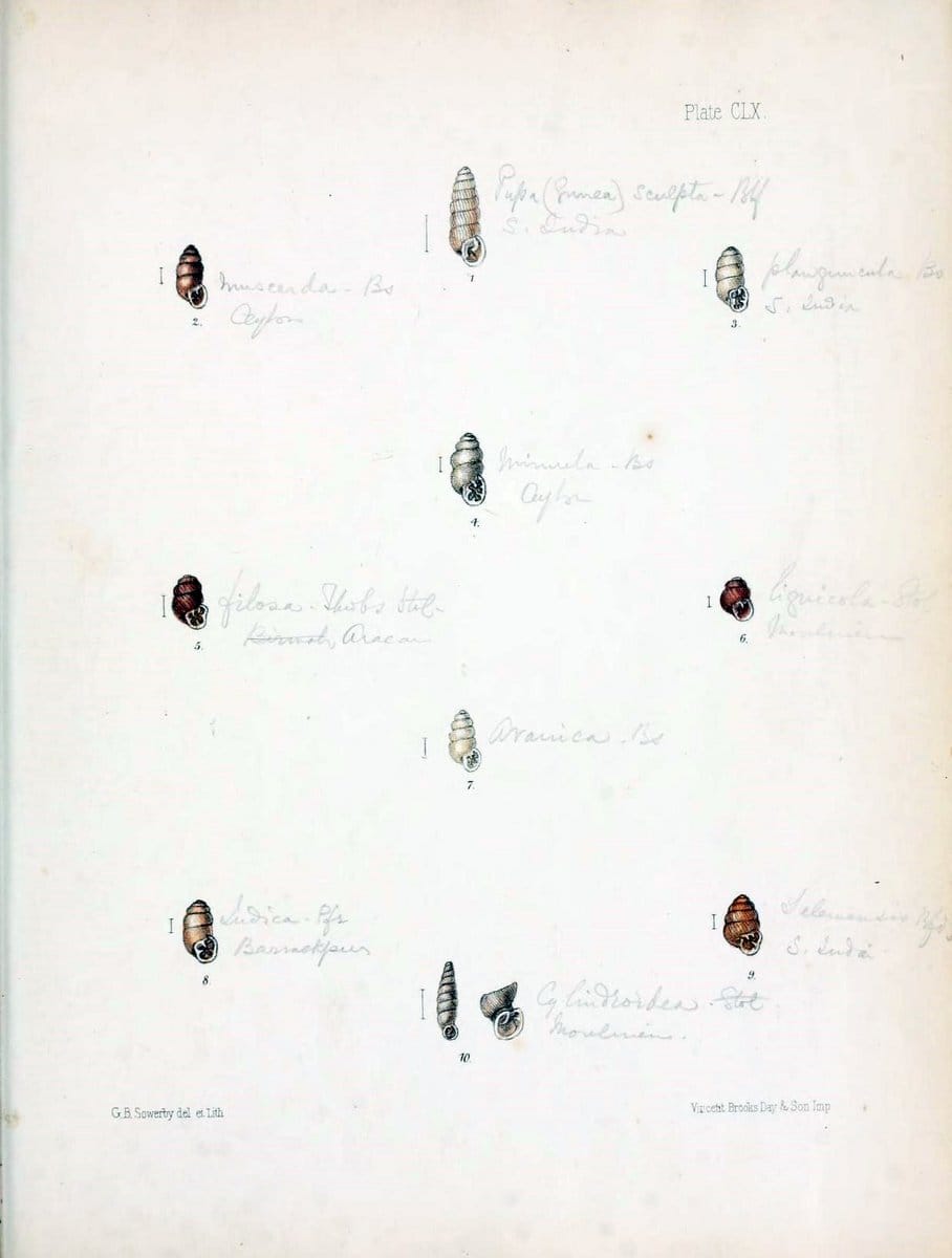 Conchologia indica,.London,1870-1876.. |  | Vintage Print Reproduction 448241