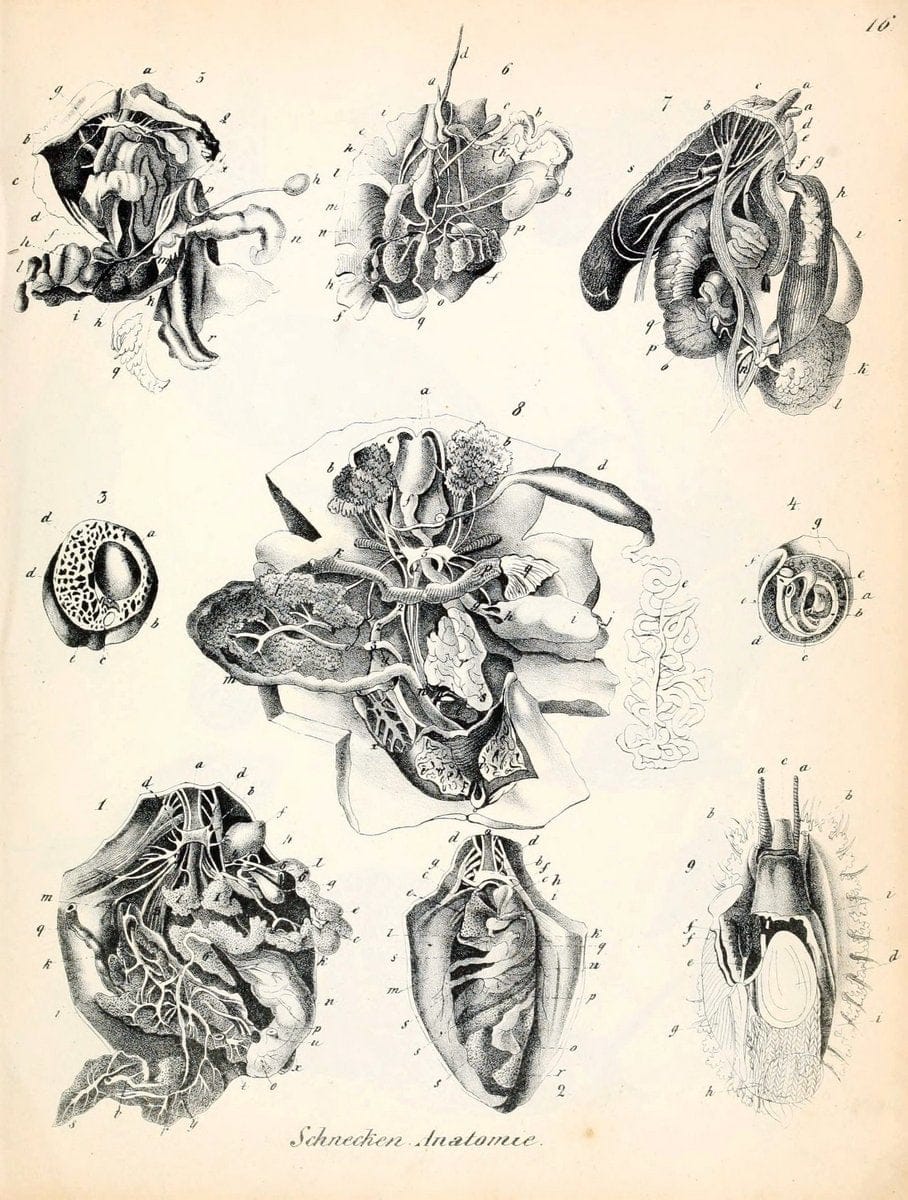 Conchylienbuch, oder, Allgemeine und besondere Naturgeschichte der Muscheln und Schnecke | Mollusks "Pictorial works"  | Vintage Print Reproduction 448242