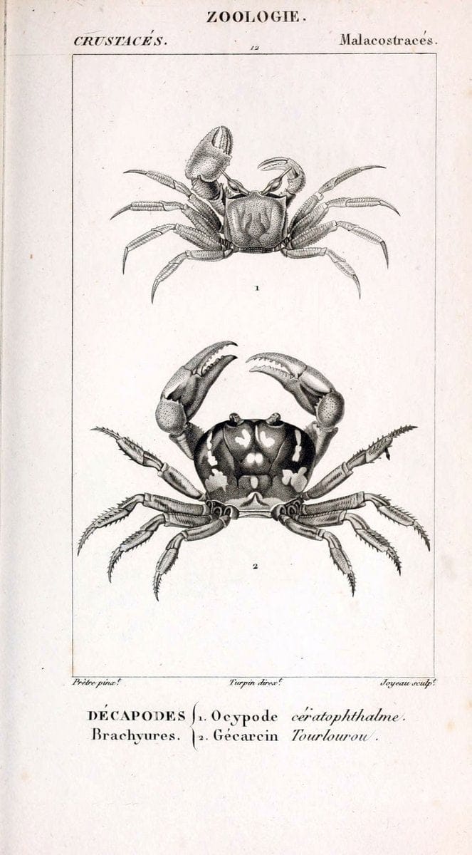 ConsidÃ©rations gÃ©nÃ©rales sur la classe des crustacÃ©s :.Paris :F.G. Levrault,1825.  | Crustacea France Zoology  | Vintage Print Reproduction 448244