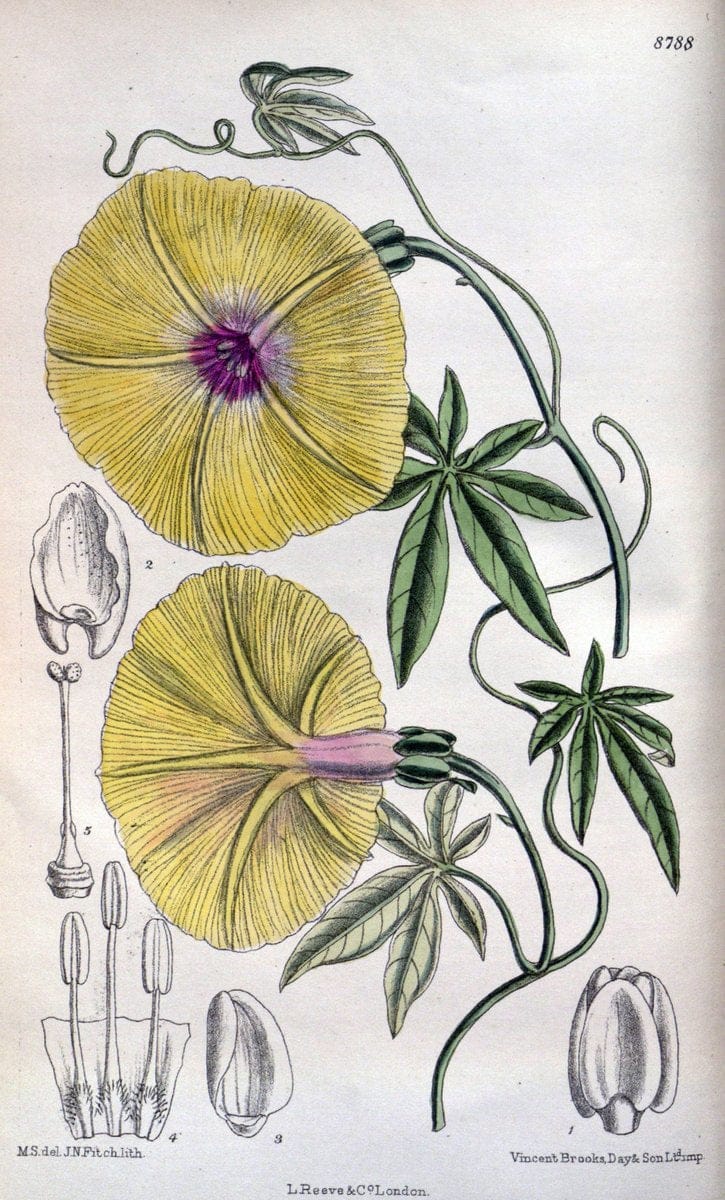 Curtis's botanical magazine. London ; New York [etc.] :Academic Press [etc.]. | "Botanical illustration" Botany Periodicals "Pictorial works" "Plants, Ornamental"  | Vintage Print Reproduction 448248
