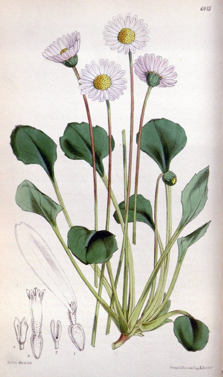 Curtis's botanical magazine. London ; New York [etc.] :Academic Press [etc.]. | "Botanical illustration" Botany Periodicals "Pictorial works" "Plants, Ornamental"  | Vintage Print Reproduction 448250