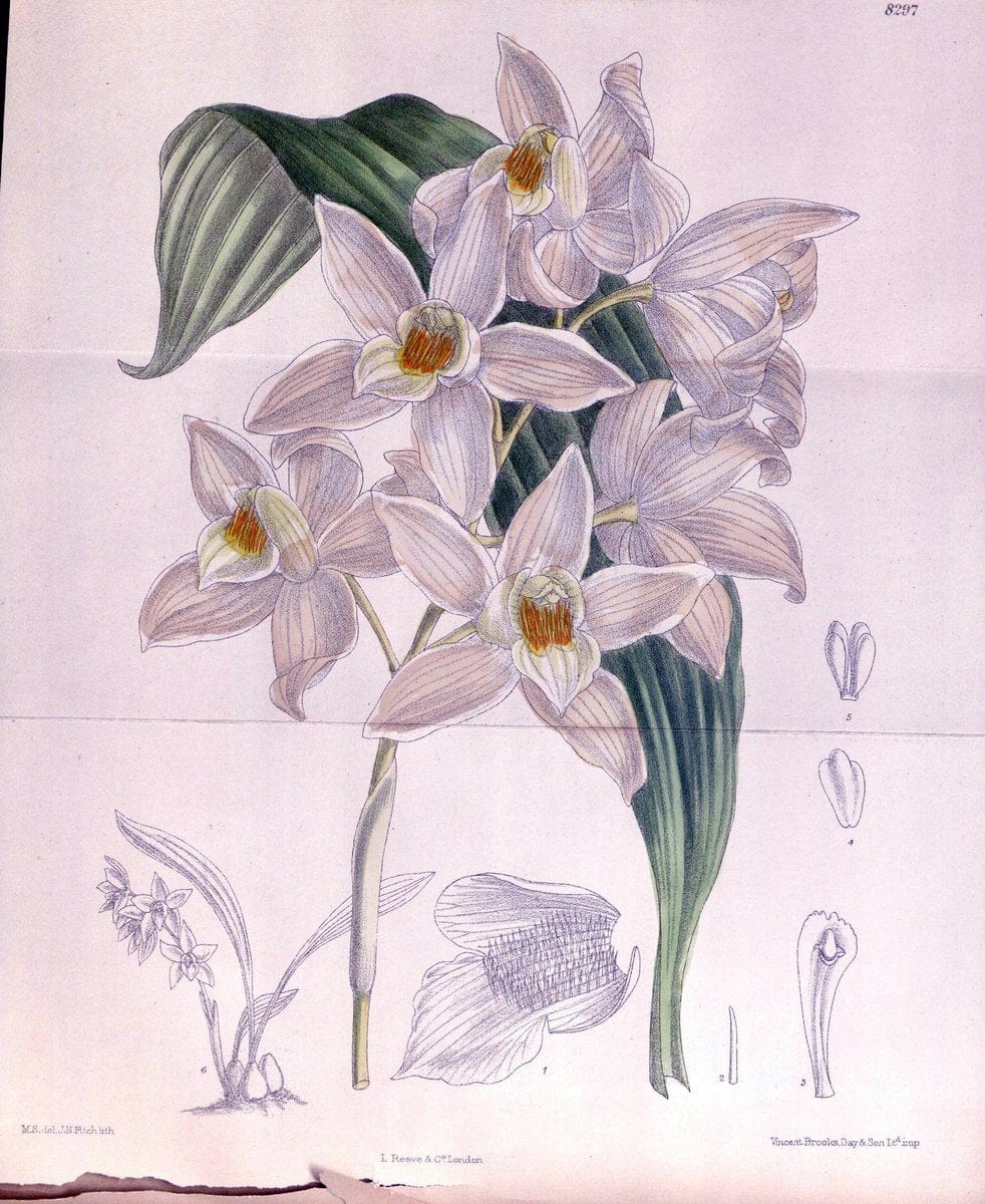 Curtis's botanical magazine. London ; New York [etc.] :Academic Press [etc.]. | "Botanical illustration" Botany Periodicals "Pictorial works" "Plants, Ornamental"  | Vintage Print Reproduction 448252