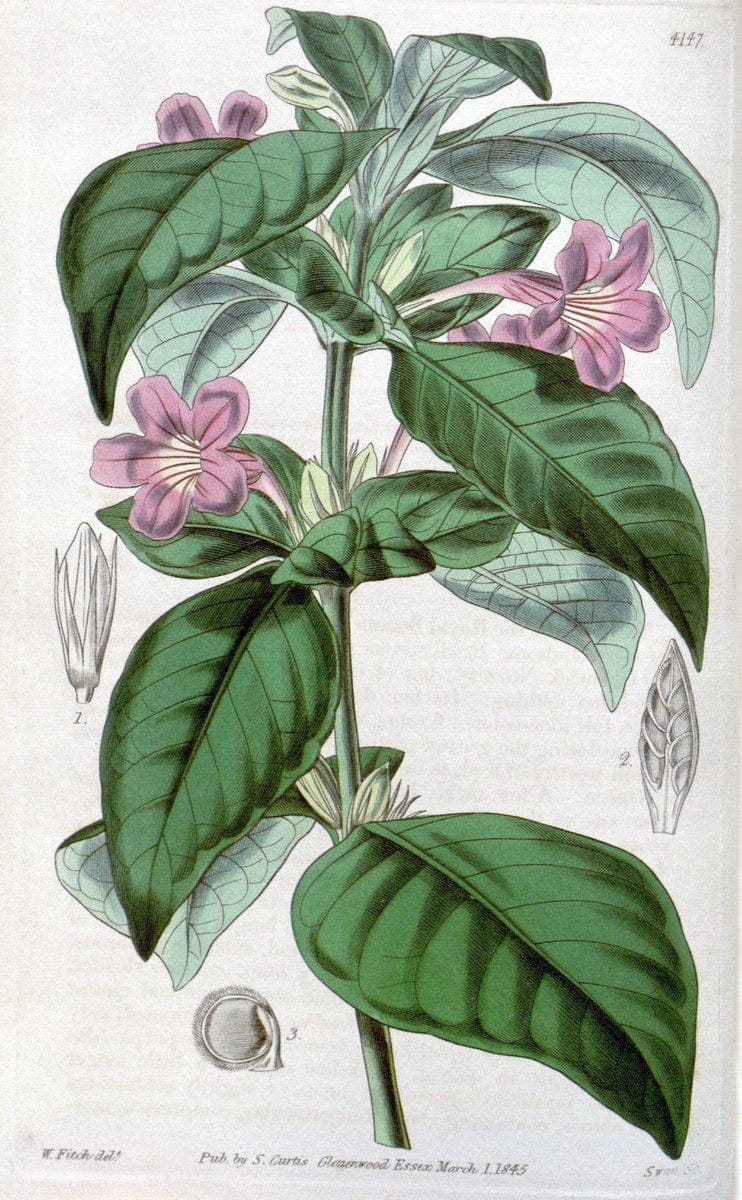 Curtis's botanical magazine. London ; New York [etc.] :Academic Press [etc.]. | "Botanical illustration" Botany Periodicals "Pictorial works" "Plants, Ornamental"  | Vintage Print Reproduction 448253