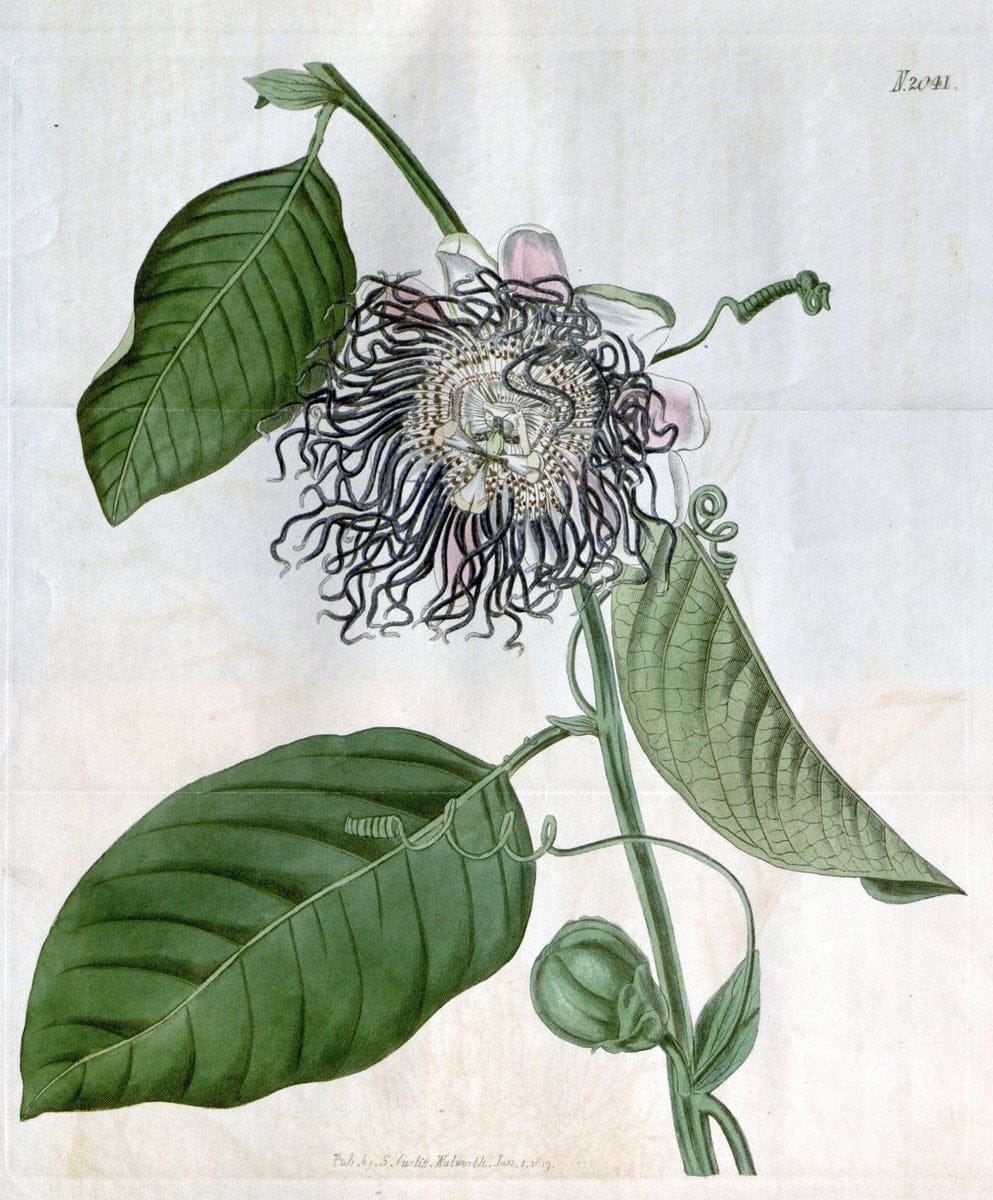 Curtis's botanical magazine. London ; New York [etc.] :Academic Press [etc.]. | "Botanical illustration" Botany Periodicals "Pictorial works" "Plants, Ornamental"  | Vintage Print Reproduction 448254