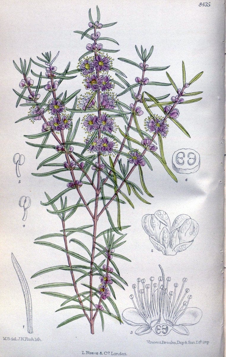 Curtis's botanical magazine. London ; New York [etc.] :Academic Press [etc.]. | "Botanical illustration" Botany Periodicals "Pictorial works" "Plants, Ornamental"  | Vintage Print Reproduction 448258