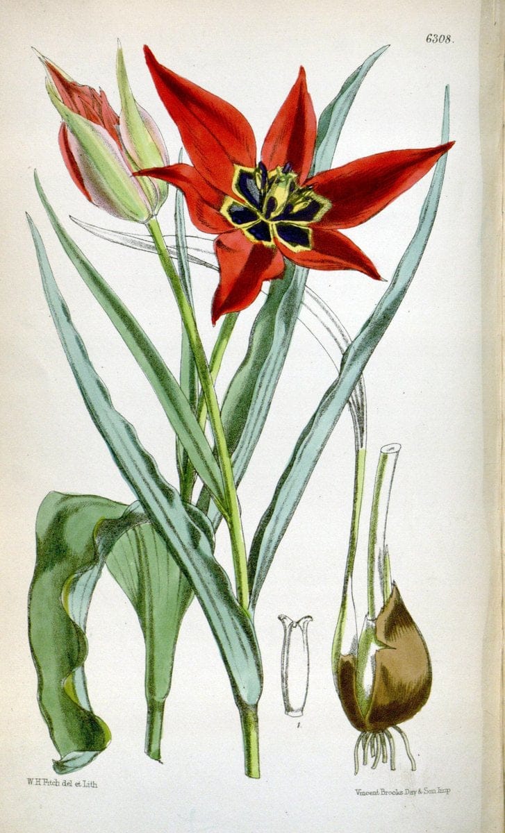 Curtis's botanical magazine. London ; New York [etc.] :Academic Press [etc.]. | "Botanical illustration" Botany Periodicals "Pictorial works" "Plants, Ornamental"  | Vintage Print Reproduction 448259