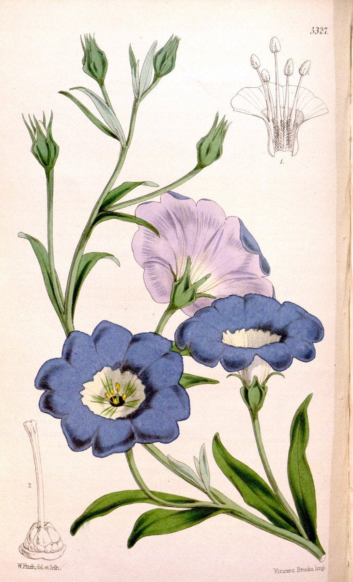 Curtis's botanical magazine. London ; New York [etc.] :Academic Press [etc.]. | "Botanical illustration" Botany Periodicals "Pictorial works" "Plants, Ornamental"  | Vintage Print Reproduction 448260