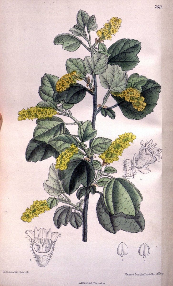 Curtis's botanical magazine. London ; New York [etc.] :Academic Press [etc.]. | "Botanical illustration" Botany Periodicals "Pictorial works" "Plants, Ornamental"  | Vintage Print Reproduction 448263