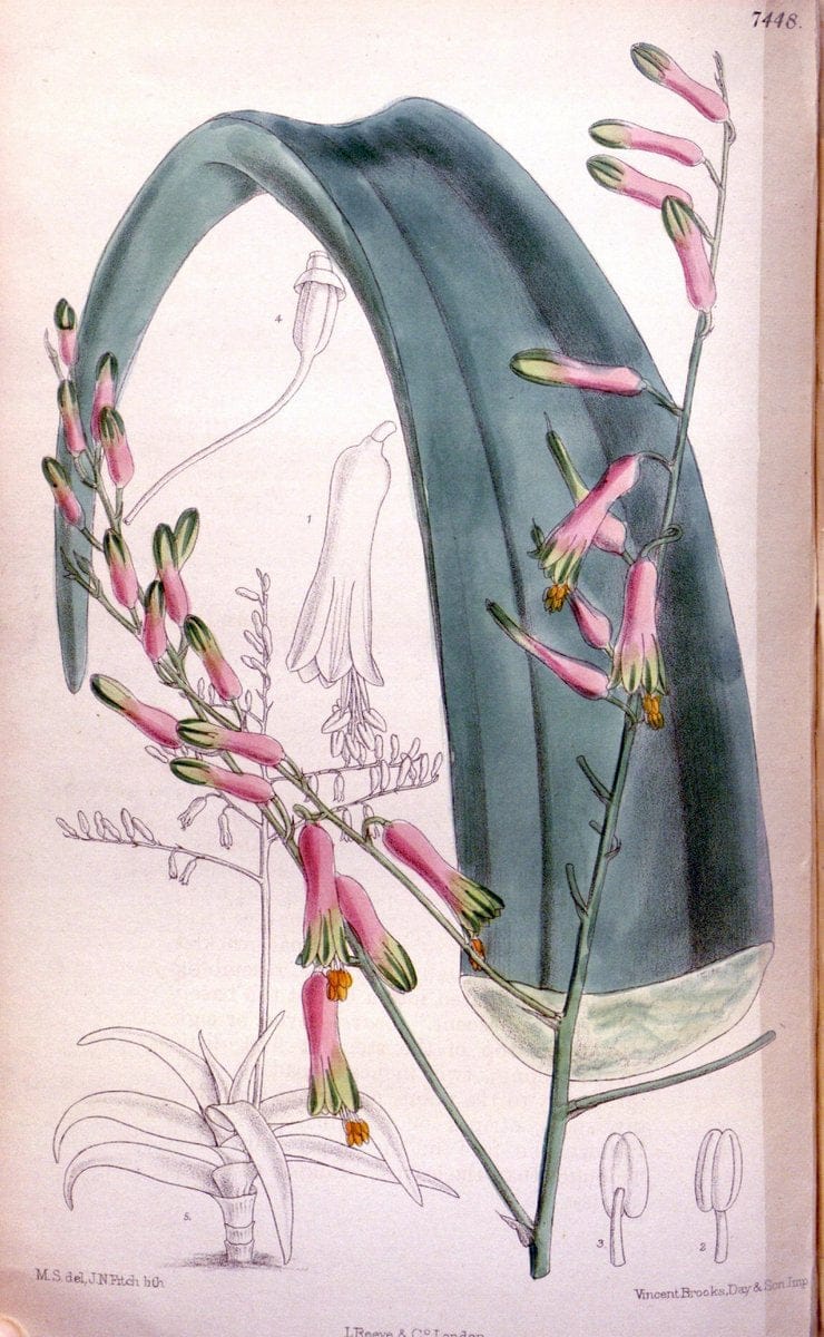 Curtis's botanical magazine. London ; New York [etc.] :Academic Press [etc.]. | "Botanical illustration" Botany Periodicals "Pictorial works" "Plants, Ornamental"  | Vintage Print Reproduction 448271