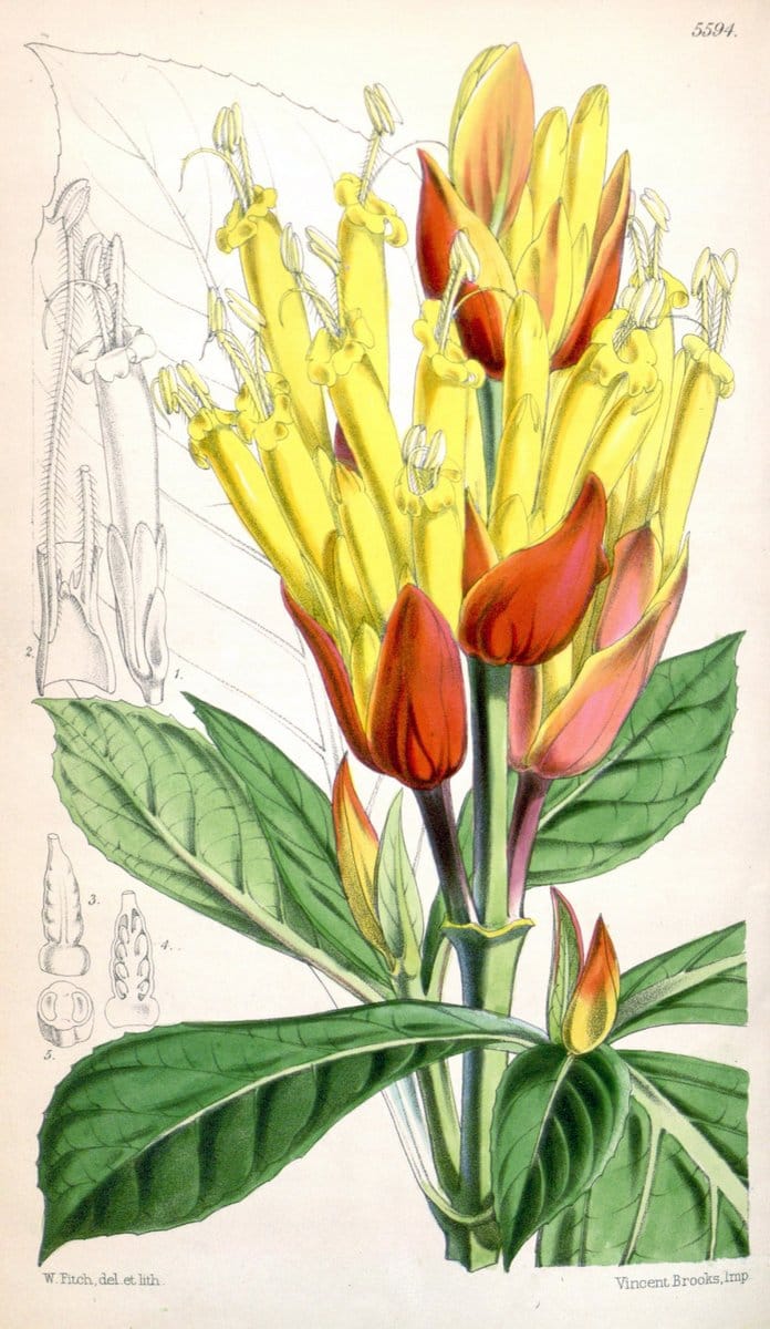 Curtis's botanical magazine. London ; New York [etc.] :Academic Press [etc.]. | "Botanical illustration" Botany Periodicals "Pictorial works" "Plants, Ornamental"  | Vintage Print Reproduction 448272