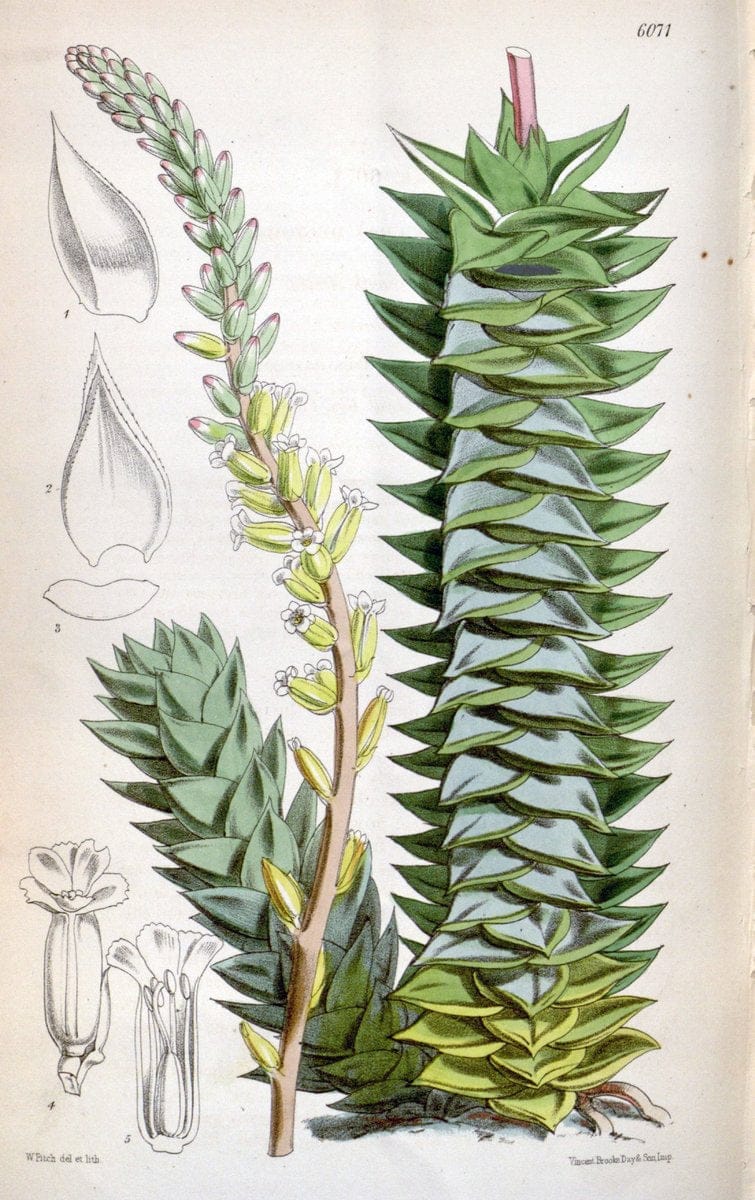 Curtis's botanical magazine. London ; New York [etc.] :Academic Press [etc.]. | "Botanical illustration" Botany Periodicals "Pictorial works" "Plants, Ornamental"  | Vintage Print Reproduction 448273