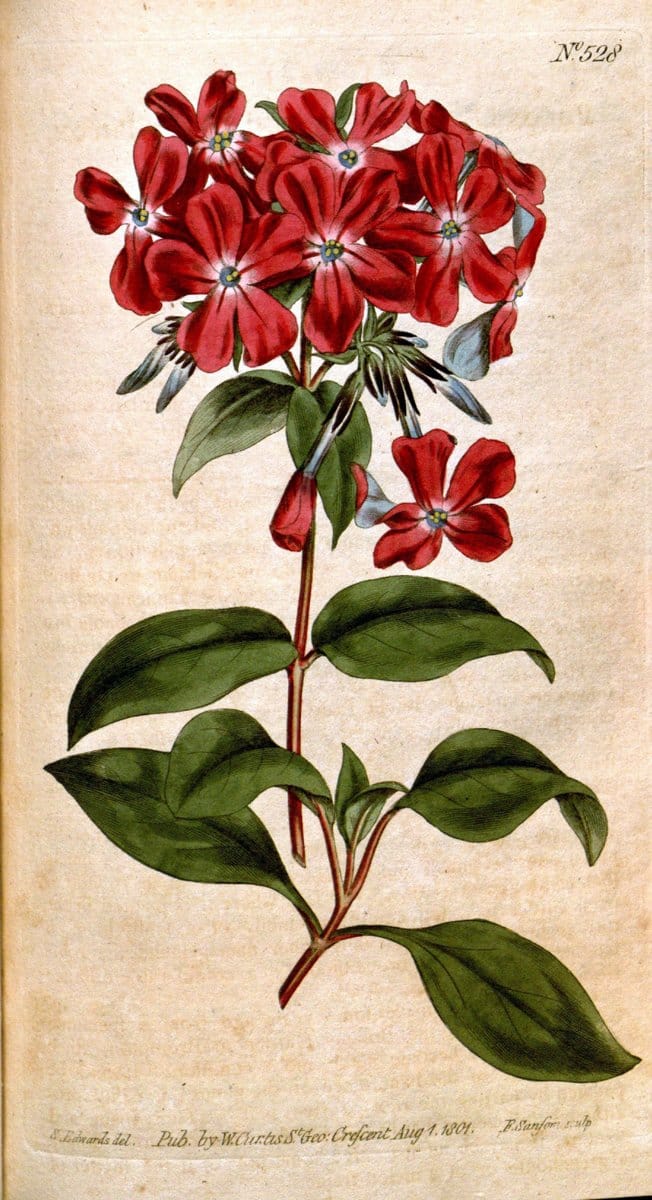 Curtis's botanical magazine. London ;New York [etc.] :Academic Press [etc.]. | Botany Periodicals "Pictorial works"  | Vintage Print Reproduction 448276
