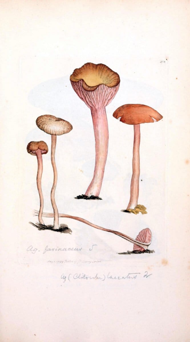 Coloured figures of English fungi or mushrooms. London,Printed by J. Davis,1797-[1809]. | England Mushrooms  | Vintage Print Reproduction 448279