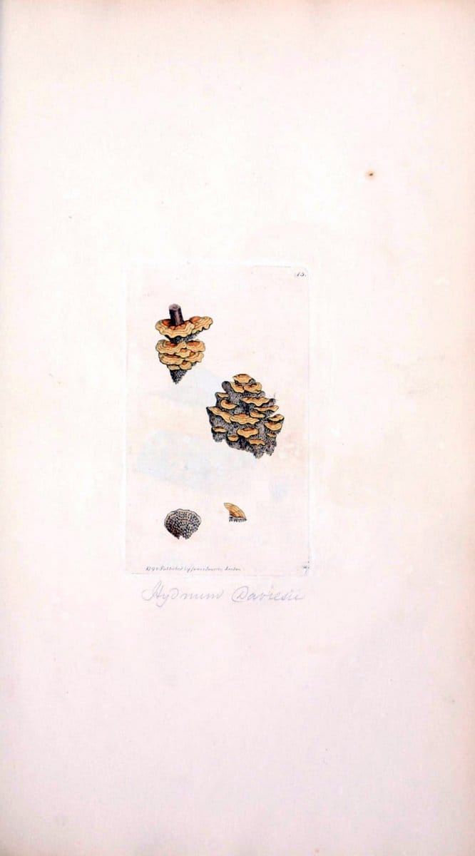 Coloured figures of English fungi or mushrooms. London,Printed by J. Davis,1797-[1809]. | England Mushrooms  | Vintage Print Reproduction 448280