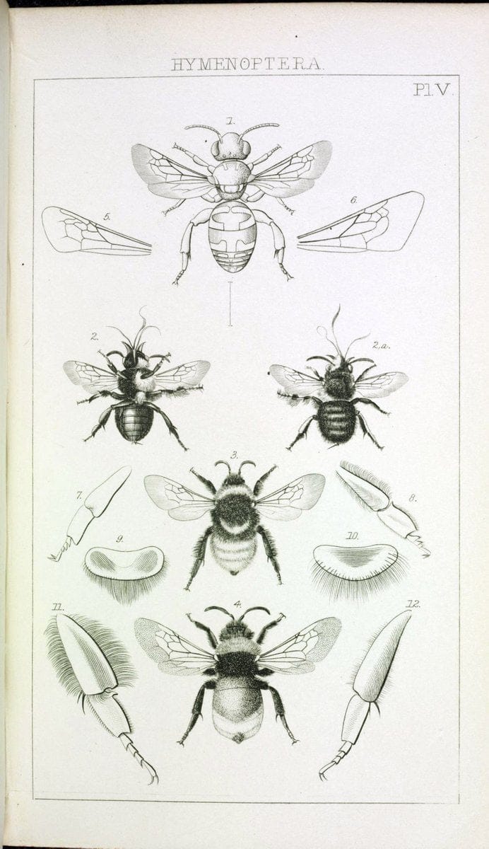 Catalogue of British Hymenoptera in the collection of the British Museum..London,1855.. |  | Vintage Print Reproduction 448284