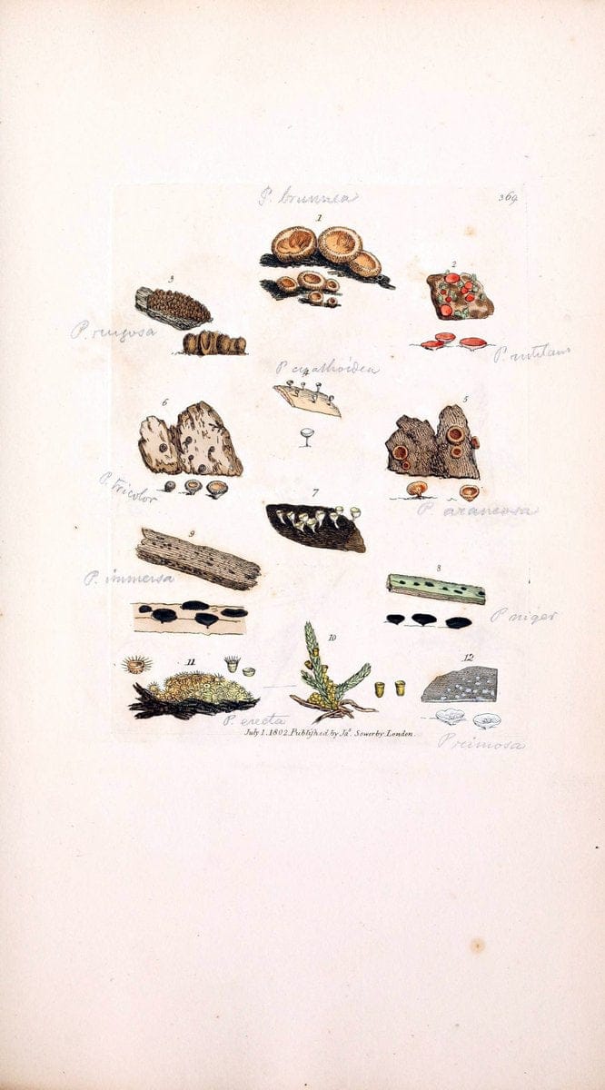 Coloured figures of English fungi or mushrooms. London,Printed by J. Davis,1797-[1809]. | England Mushrooms  | Vintage Print Reproduction 448285