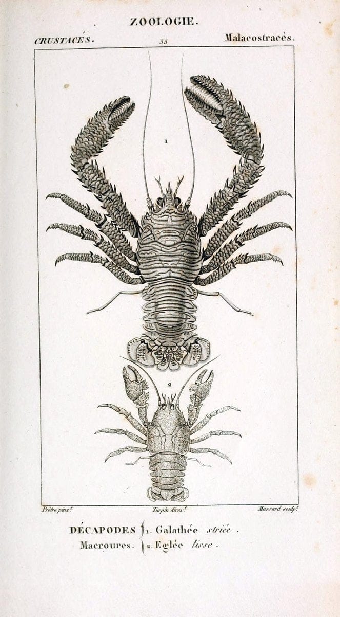 ConsidÃ©rations gÃ©nÃ©rales sur la classe des crustacÃ©s :.Paris :F.G. Levrault,1825.  | Crustacea France Zoology  | Vintage Print Reproduction 448288