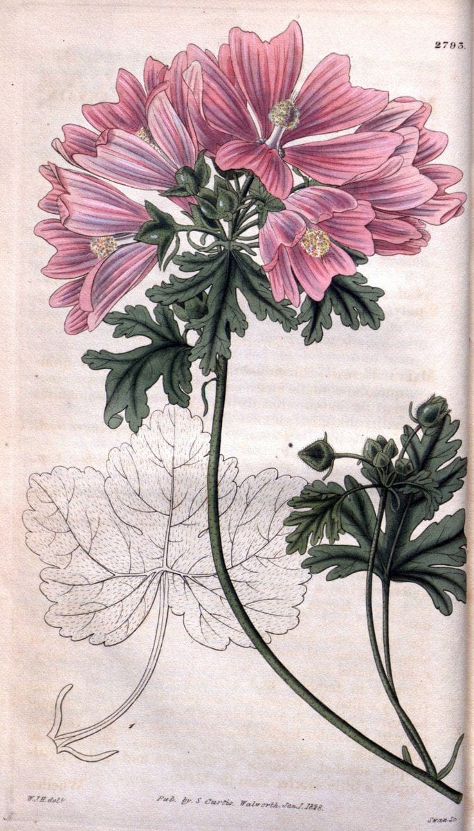 Curtis's botanical magazine. London ; New York [etc.] :Academic Press [etc.]. | "Botanical illustration" Botany Periodicals "Pictorial works" "Plants, Ornamental"  | Vintage Print Reproduction 448289