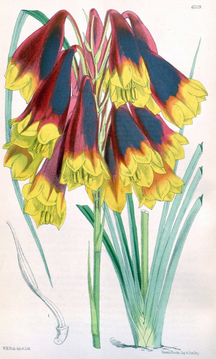 Curtis's botanical magazine. London ; New York [etc.] :Academic Press [etc.]. | "Botanical illustration" Botany Periodicals "Pictorial works" "Plants, Ornamental"  | Vintage Print Reproduction 448290