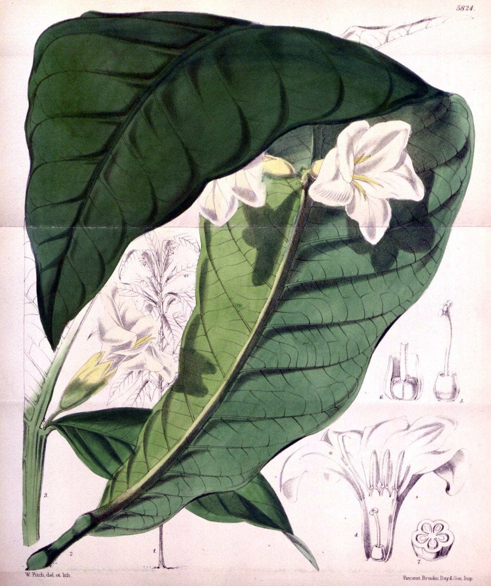 Curtis's botanical magazine. London ; New York [etc.] :Academic Press [etc.]. | "Botanical illustration" Botany Periodicals "Pictorial works" "Plants, Ornamental"  | Vintage Print Reproduction 448291