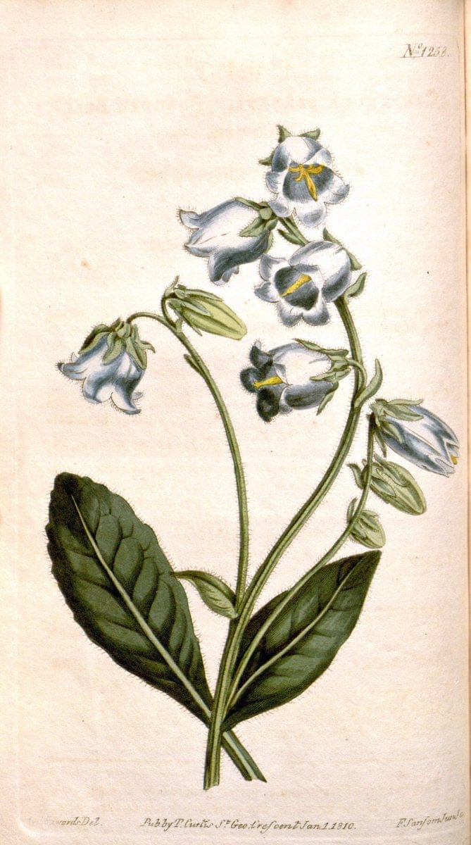 Curtis's botanical magazine. London ; New York [etc.] :Academic Press [etc.]. | "Botanical illustration" Botany Periodicals "Pictorial works" "Plants, Ornamental"  | Vintage Print Reproduction 448292