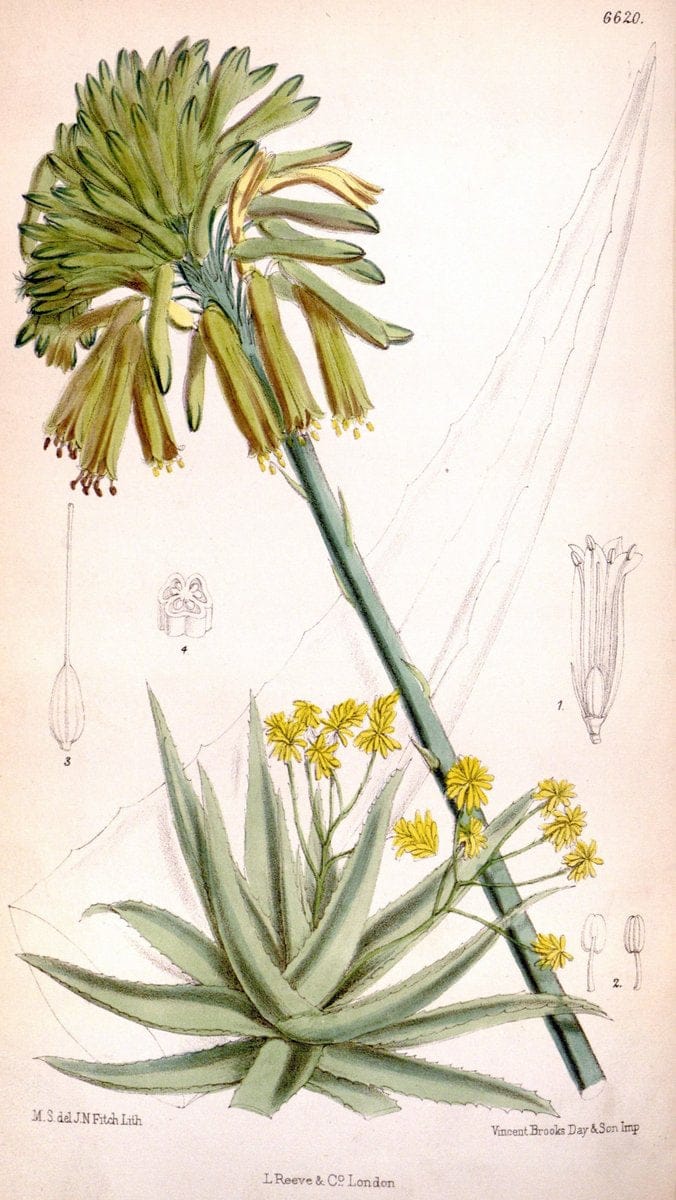 Curtis's botanical magazine. London ; New York [etc.] :Academic Press [etc.]. | "Botanical illustration" Botany Periodicals "Pictorial works" "Plants, Ornamental"  | Vintage Print Reproduction 448294