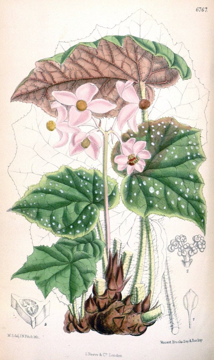 Curtis's botanical magazine. London ; New York [etc.] :Academic Press [etc.]. | "Botanical illustration" Botany Periodicals "Pictorial works" "Plants, Ornamental"  | Vintage Print Reproduction 448297
