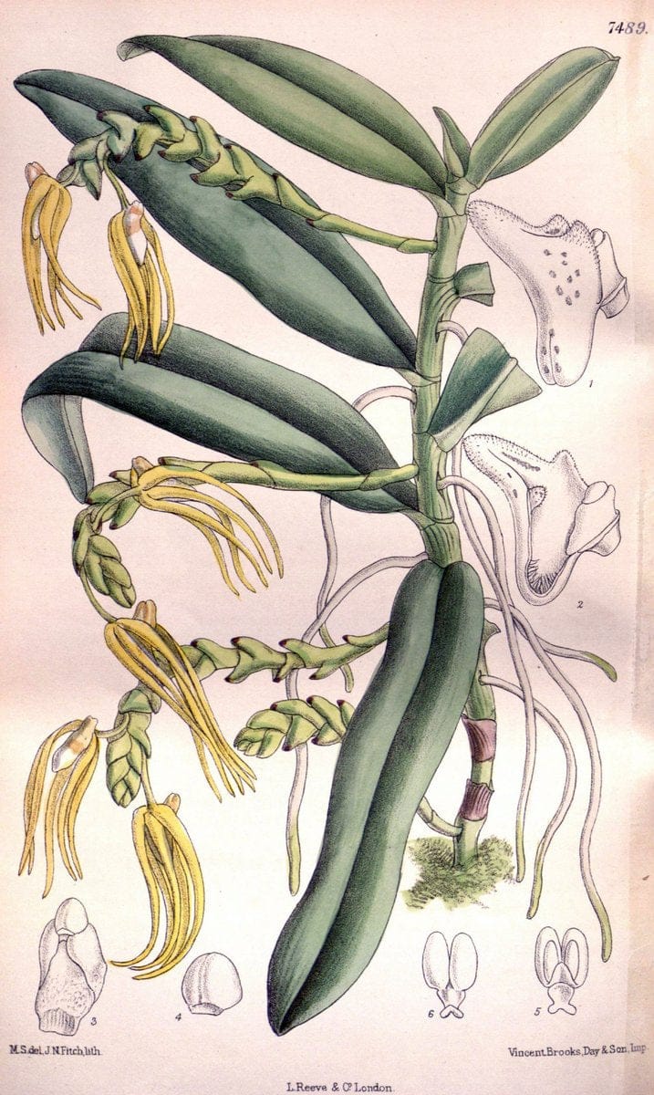 Curtis's botanical magazine. London ; New York [etc.] :Academic Press [etc.]. | "Botanical illustration" Botany Periodicals "Pictorial works" "Plants, Ornamental"  | Vintage Print Reproduction 448303