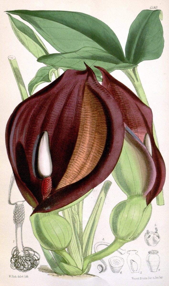 Curtis's botanical magazine. London ; New York [etc.] :Academic Press [etc.]. | "Botanical illustration" Botany Periodicals "Pictorial works" "Plants, Ornamental"  | Vintage Print Reproduction 448304