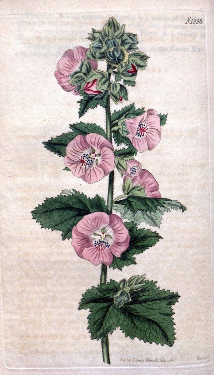 Curtis's botanical magazine. London ; New York [etc.] :Academic Press [etc.]. | "Botanical illustration" Botany Periodicals "Pictorial works" "Plants, Ornamental"  | Vintage Print Reproduction 448306