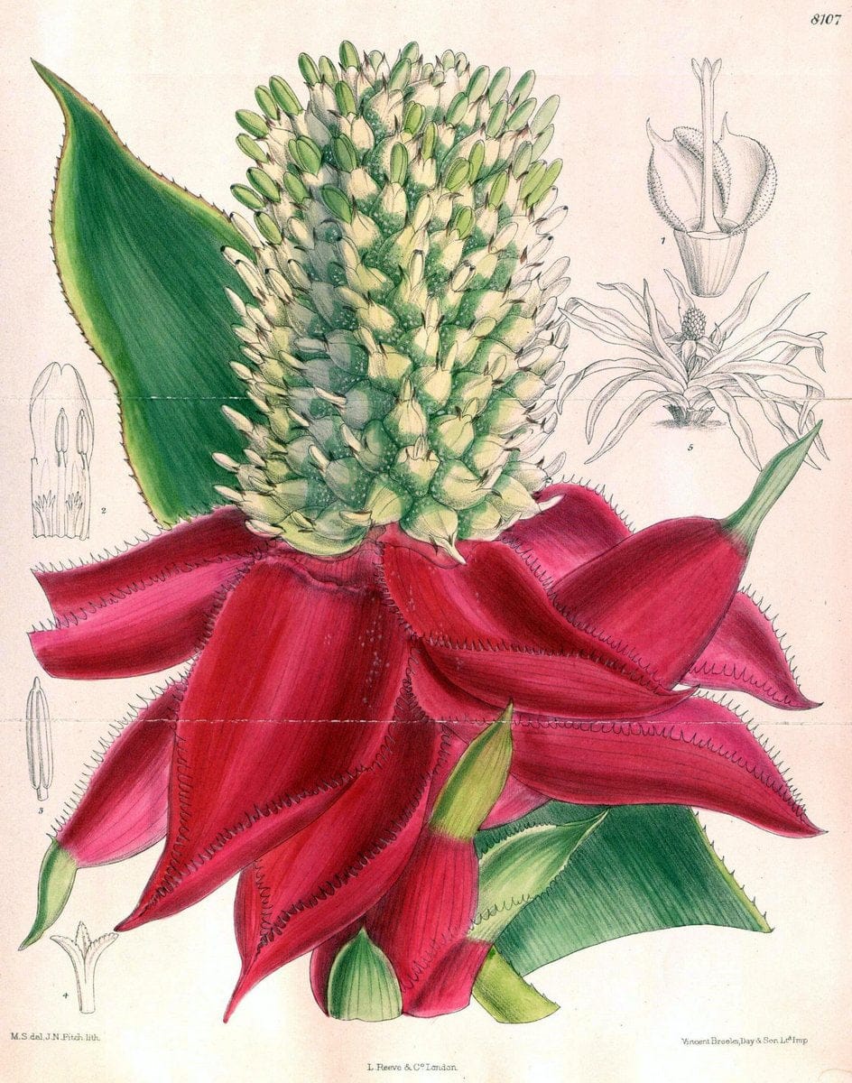 Curtis's botanical magazine. London ; New York [etc.] :Academic Press [etc.]. | "Botanical illustration" Botany Periodicals "Pictorial works" "Plants, Ornamental"  | Vintage Print Reproduction 448307