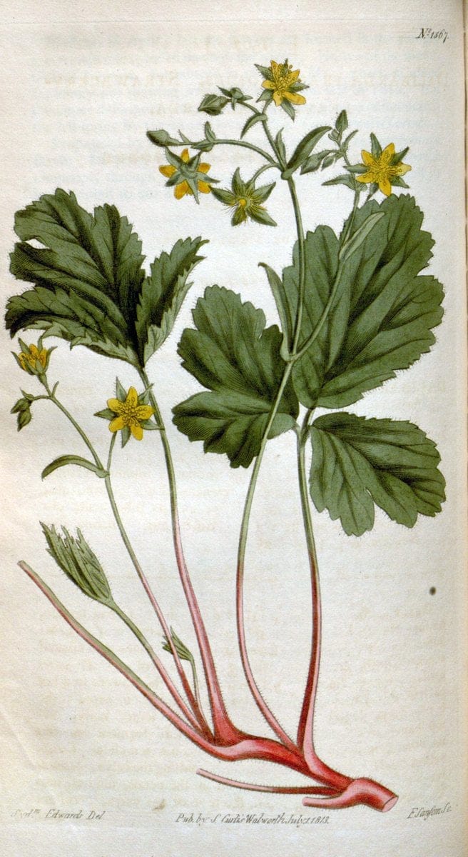 Curtis's botanical magazine. London ; New York [etc.] :Academic Press [etc.]. | "Botanical illustration" Botany Periodicals "Pictorial works" "Plants, Ornamental"  | Vintage Print Reproduction 448308