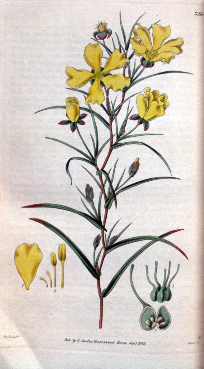 Curtis's botanical magazine. London ; New York [etc.] :Academic Press [etc.]. | "Botanical illustration" Botany Periodicals "Pictorial works" "Plants, Ornamental"  | Vintage Print Reproduction 448309