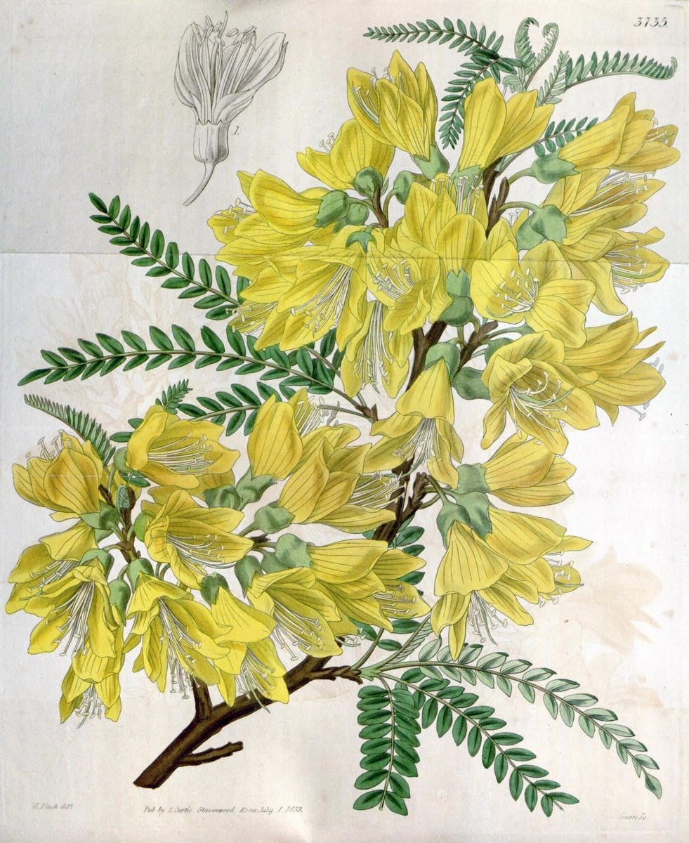 Curtis's botanical magazine..London ;New York [etc.] :Academic Press [etc.]. |  | Vintage Print Reproduction 448315