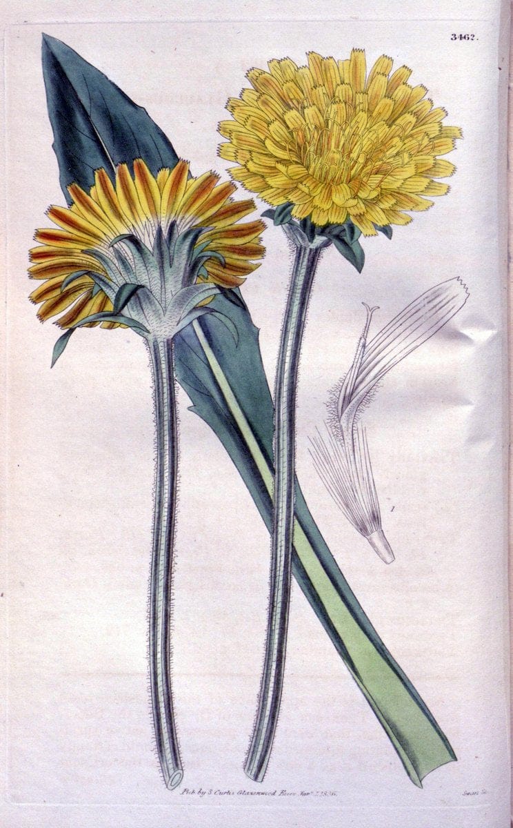 Curtis's botanical magazine. London ;New York [etc.] :Academic Press [etc.]. | Botany Periodicals "Pictorial works"  | Vintage Print Reproduction 448316