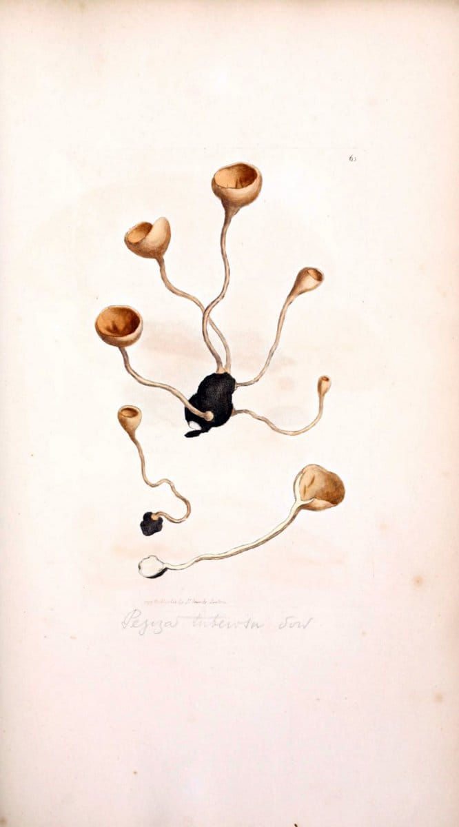 Coloured figures of English fungi or mushrooms. London,Printed by J. Davis,1797-[1809]. | England Mushrooms  | Vintage Print Reproduction 448319