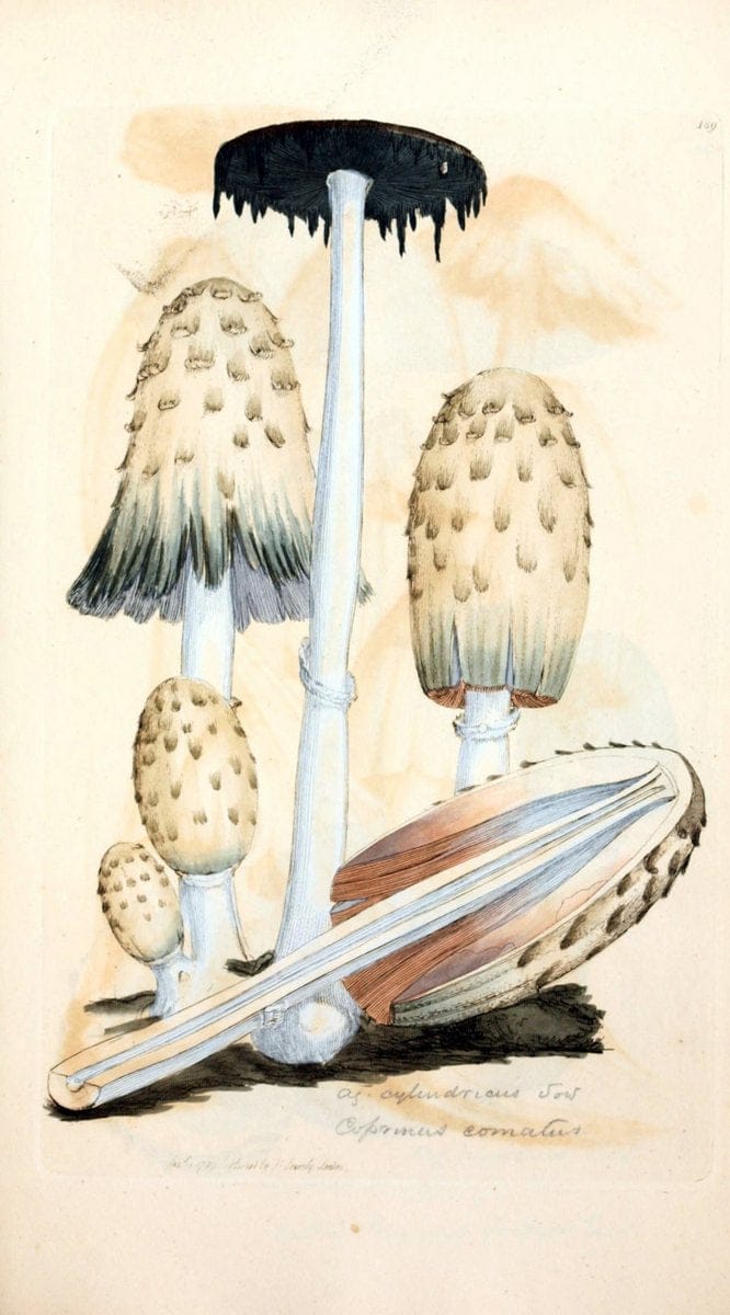 Coloured figures of English fungi or mushrooms. London,Printed by J. Davis,1797-[1809]. | England Mushrooms  | Vintage Print Reproduction 448320