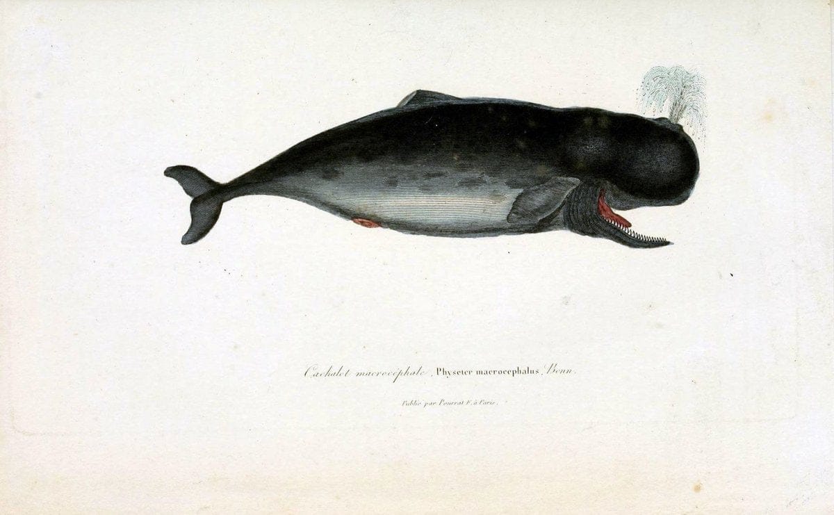 ComplÃ©ments de Buffon. t.1.Paris:P. Pourrat FrÃ¨res,1838. |  | Vintage Print Reproduction 448322