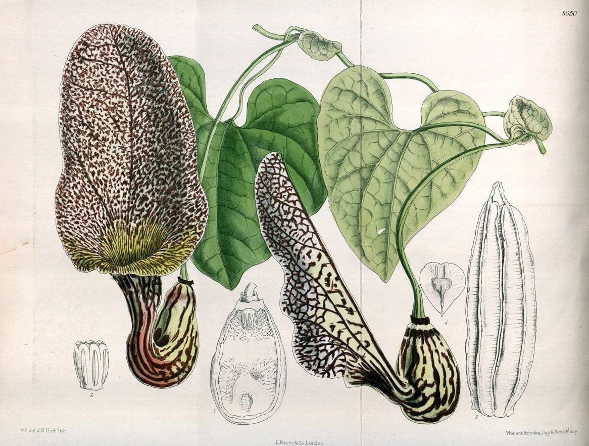 Curtis's botanical magazine. London ; New York [etc.] :Academic Press [etc.]. | "Botanical illustration" Botany Periodicals "Pictorial works" "Plants, Ornamental"  | Vintage Print Reproduction 448325