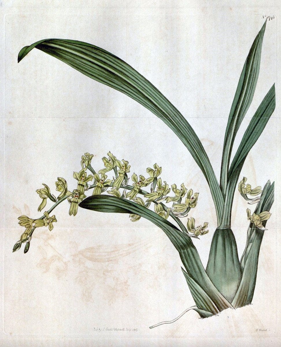Curtis's botanical magazine. London ; New York [etc.] :Academic Press [etc.]. | "Botanical illustration" Botany Periodicals "Pictorial works" "Plants, Ornamental"  | Vintage Print Reproduction 448326