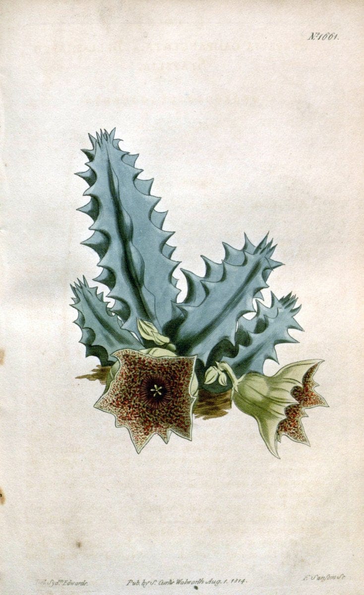 Curtis's botanical magazine. London ; New York [etc.] :Academic Press [etc.]. | "Botanical illustration" Botany Periodicals "Pictorial works" "Plants, Ornamental"  | Vintage Print Reproduction 448327