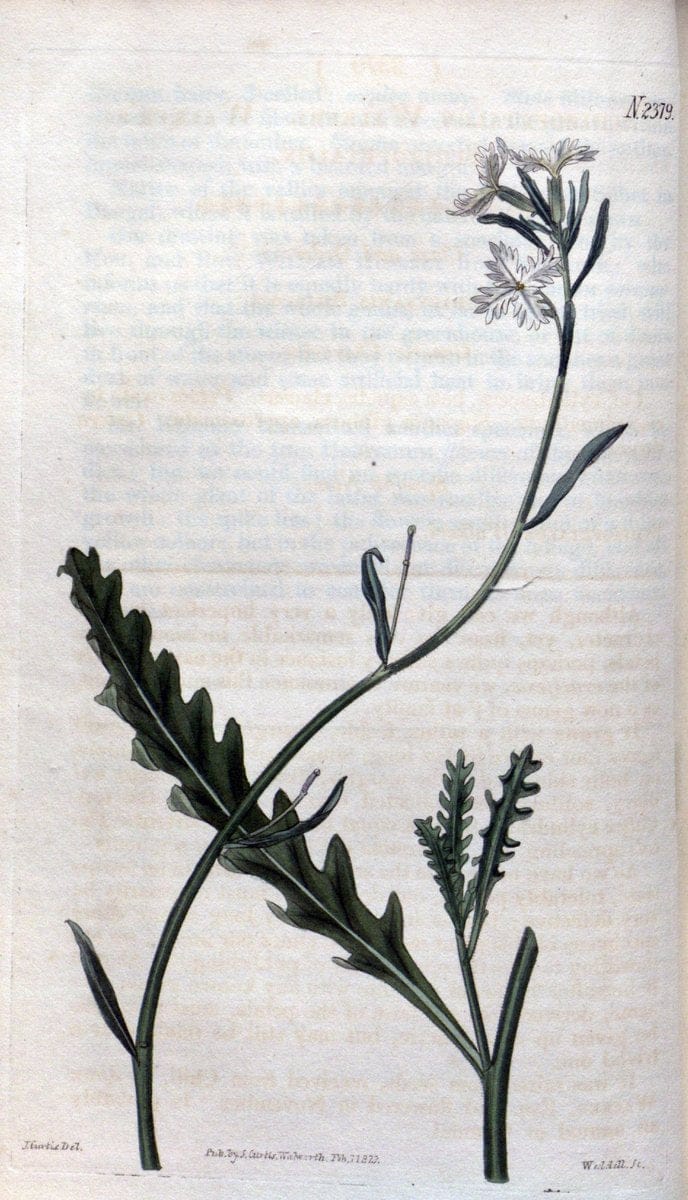 Curtis's botanical magazine. London ; New York [etc.] :Academic Press [etc.]. | "Botanical illustration" Botany Periodicals "Pictorial works" "Plants, Ornamental"  | Vintage Print Reproduction 448328