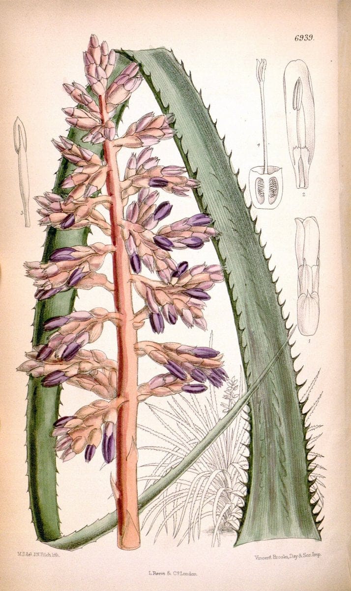 Curtis's botanical magazine. London ; New York [etc.] :Academic Press [etc.]. | "Botanical illustration" Botany Periodicals "Pictorial works" "Plants, Ornamental"  | Vintage Print Reproduction 448329