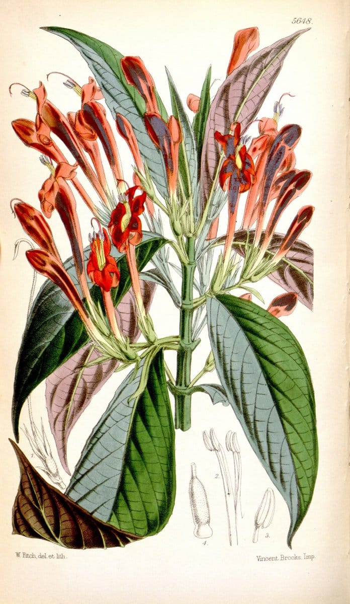 Curtis's botanical magazine. London ; New York [etc.] :Academic Press [etc.]. | "Botanical illustration" Botany Periodicals "Pictorial works" "Plants, Ornamental"  | Vintage Print Reproduction 448331