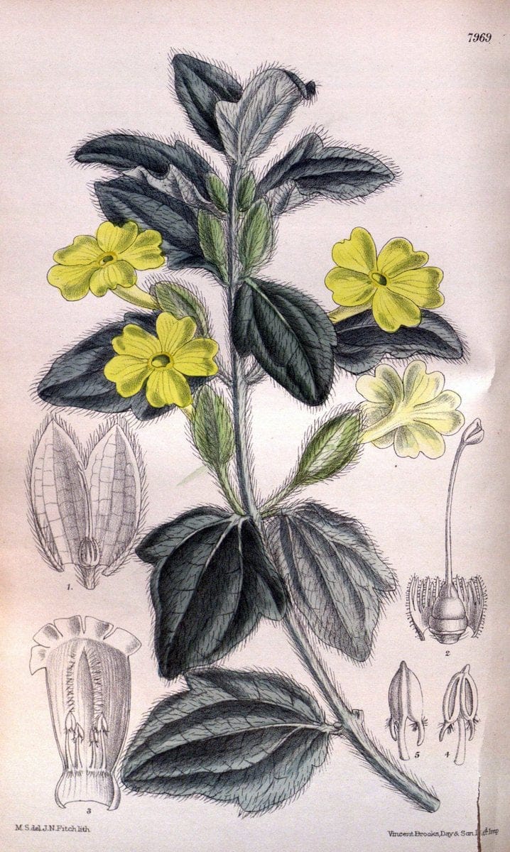 Curtis's botanical magazine. London ; New York [etc.] :Academic Press [etc.]. | "Botanical illustration" Botany Periodicals "Pictorial works" "Plants, Ornamental"  | Vintage Print Reproduction 448332