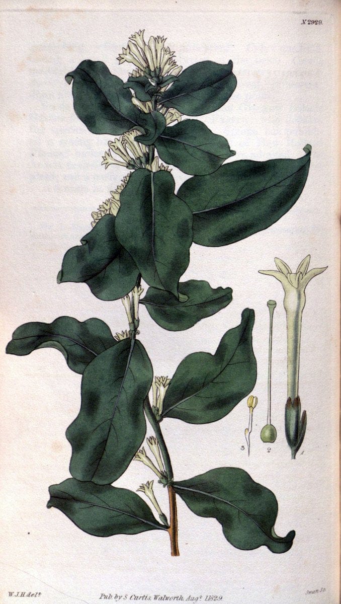 Curtis's botanical magazine. London ; New York [etc.] :Academic Press [etc.]. | "Botanical illustration" Botany Periodicals "Pictorial works" "Plants, Ornamental"  | Vintage Print Reproduction 448334