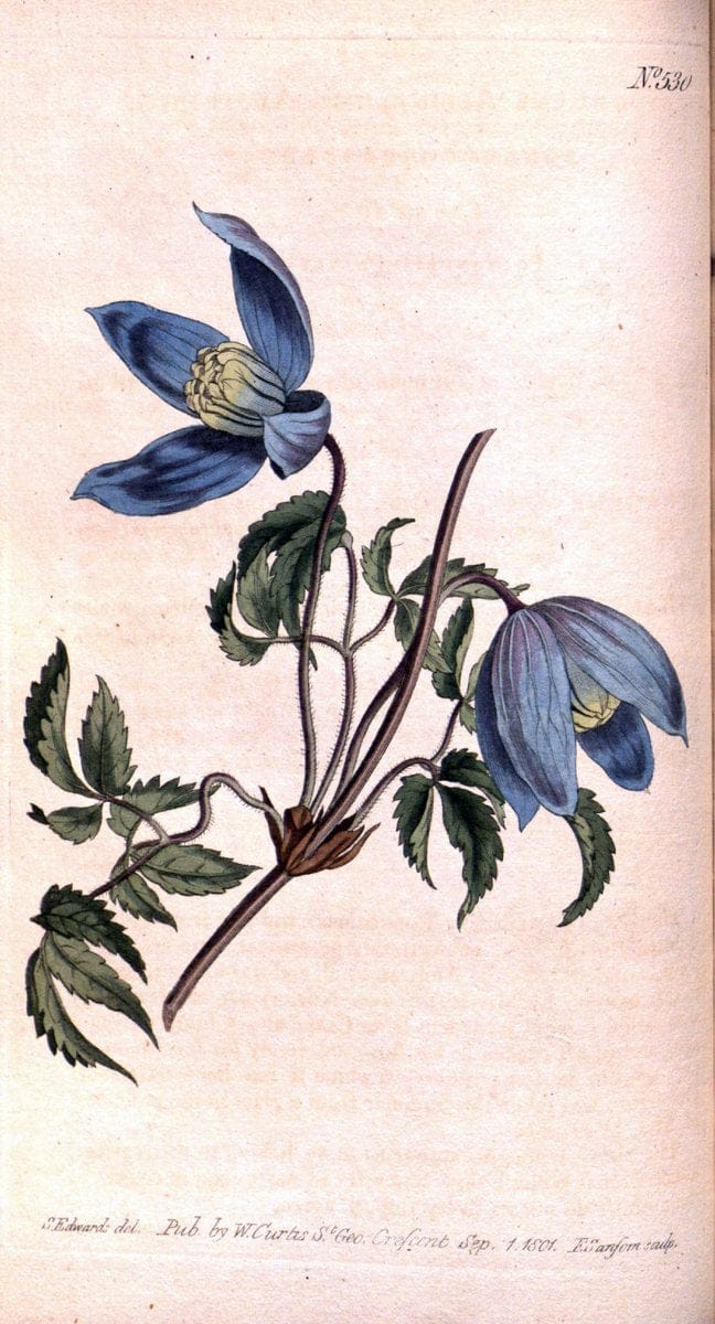 Curtis's botanical magazine. London ;New York [etc.] :Academic Press [etc.]. | Botany Periodicals "Pictorial works"  | Vintage Print Reproduction 448339