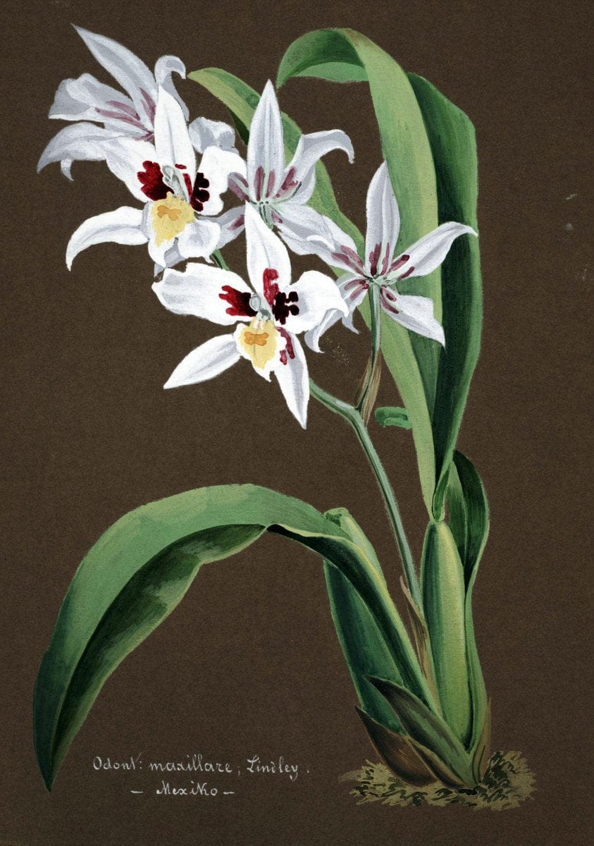 Collection d'orchideÃŒÂes.[S.l. :s.n.,18--]. | "Botanical illustration" Orchidaceae "Orchidaceae in art" "Pictorial works"  | Vintage Print Reproduction 448342