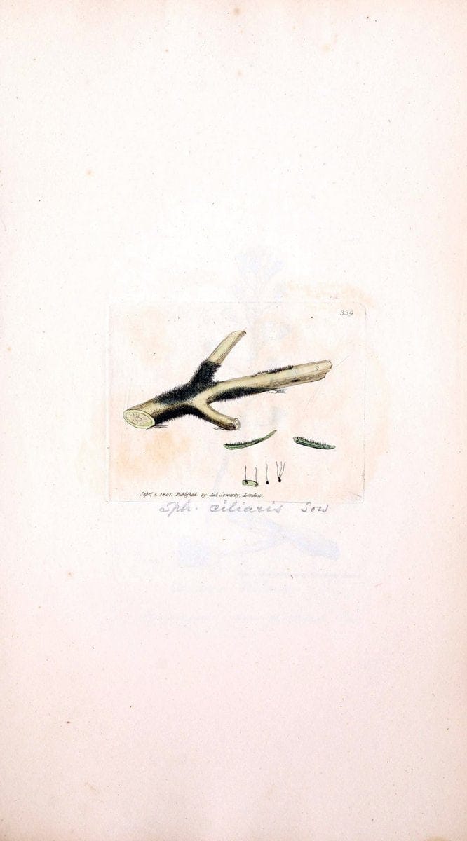 Coloured figures of English fungi or mushrooms. London,Printed by J. Davis,1797-[1809]. | England Mushrooms  | Vintage Print Reproduction 448343